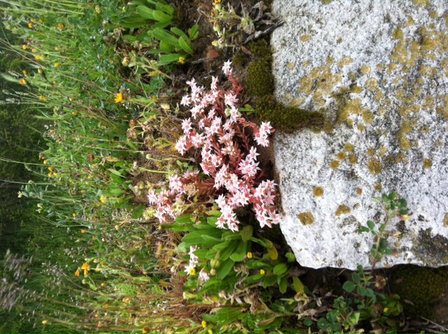 Sedum hispanicum